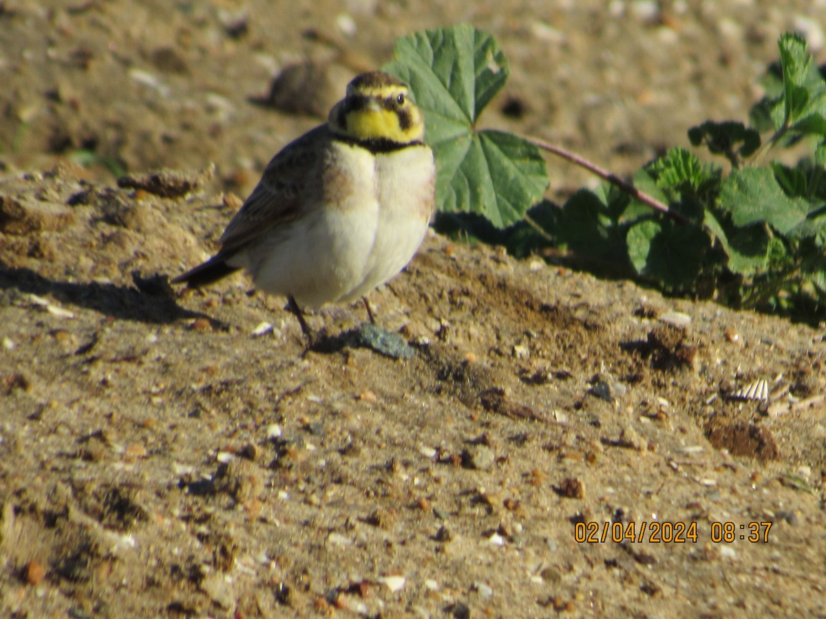 Horned Lark - ML614411819