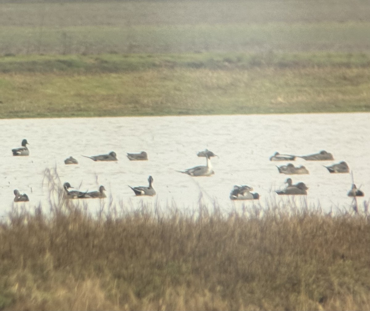 Northern Pintail - Evan Garner