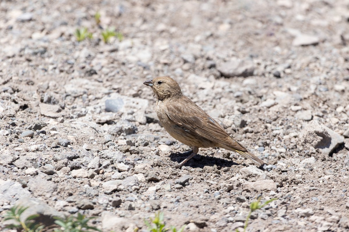 Greater Yellow-Finch - ML614412119