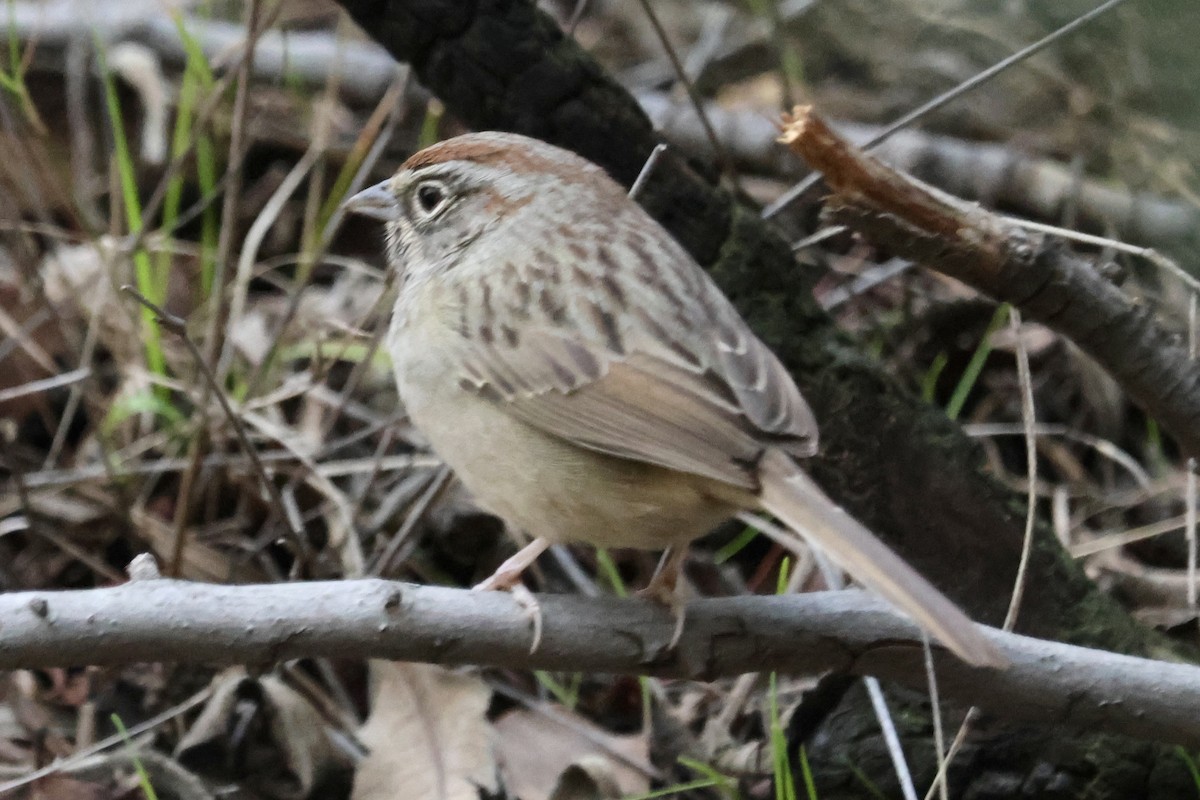 Rufous-crowned Sparrow - ML614412139