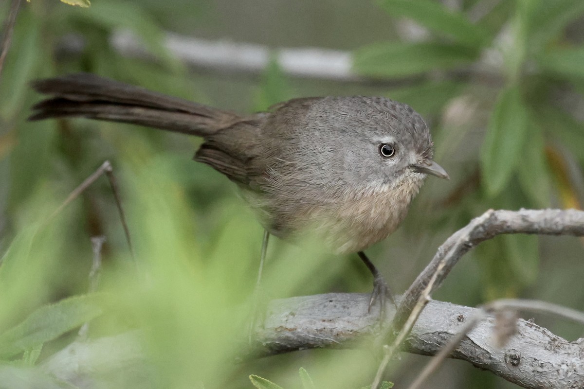 Wrentit - ML614412168