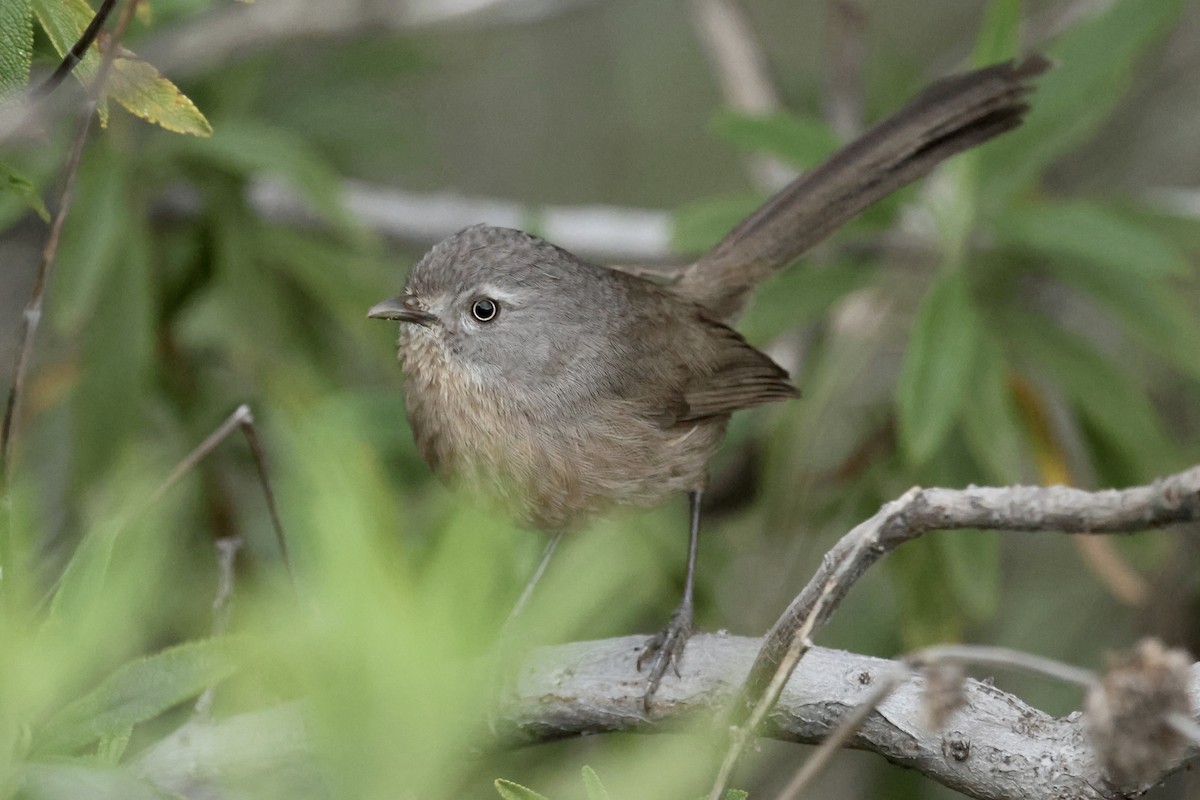 Wrentit - ML614412169