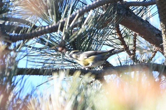 Red Crossbill - Troy Shively