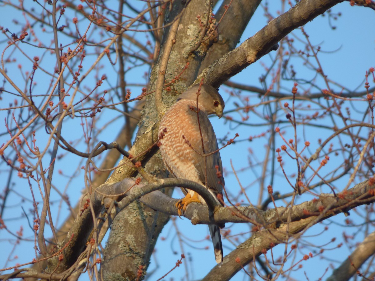 Cooper's Hawk - ML61441221