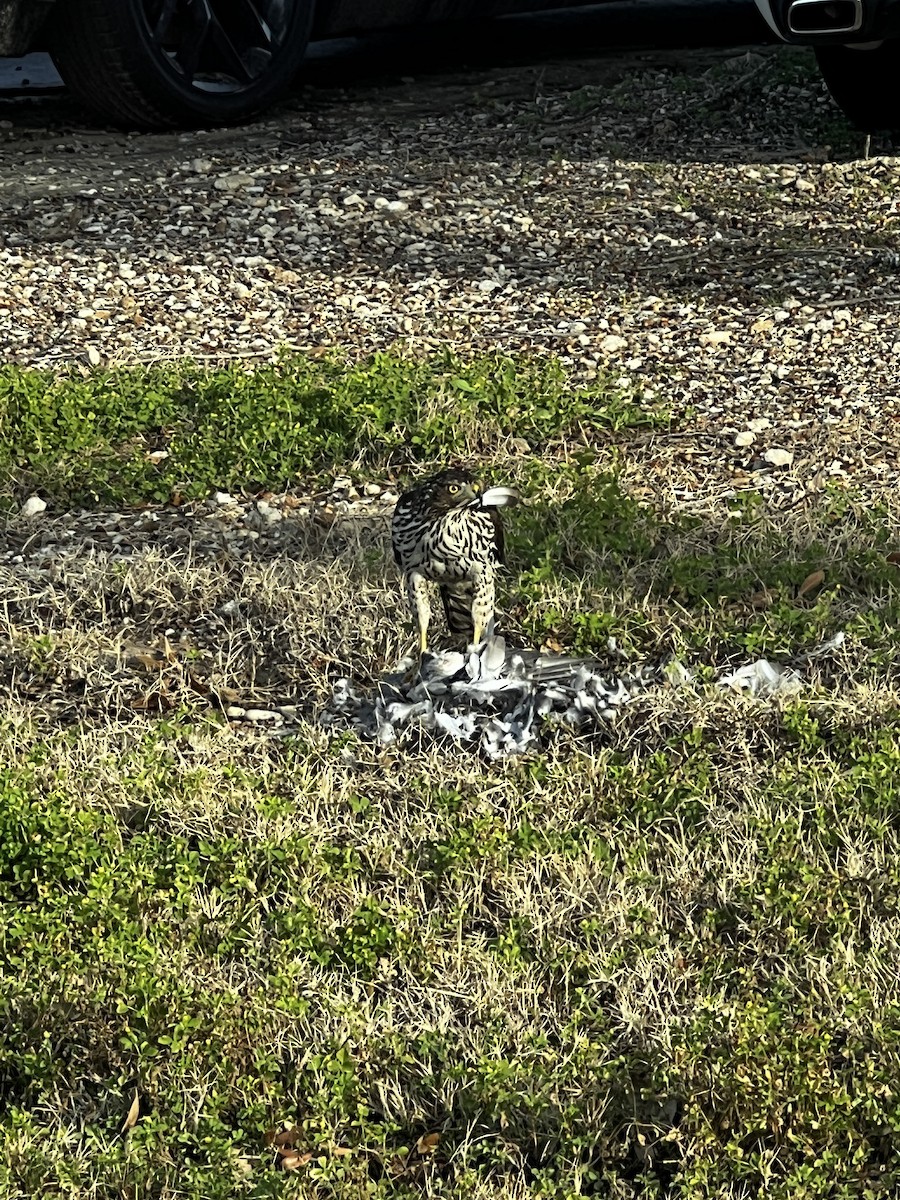 Cooper's Hawk - Jill Becker