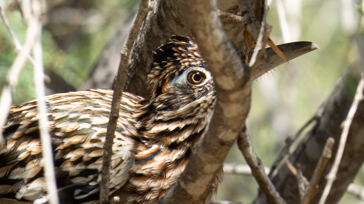 Greater Roadrunner - ML614412284