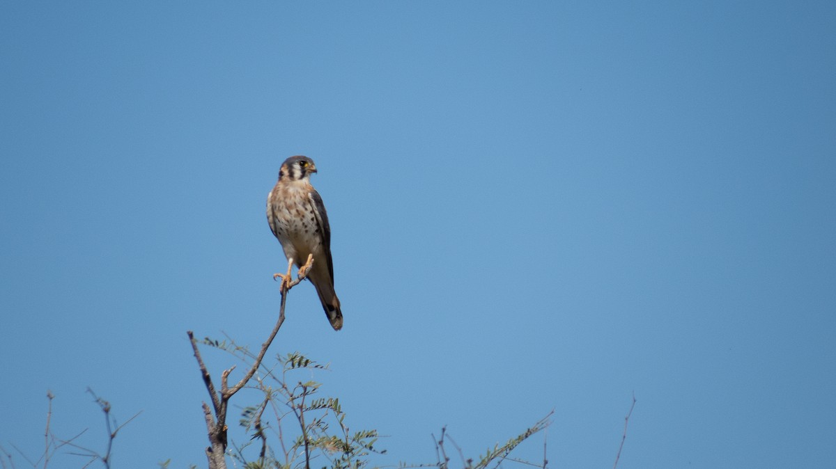 American Kestrel - ML614412322