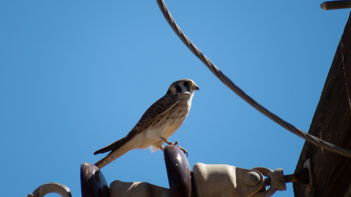 American Kestrel - ML614412323