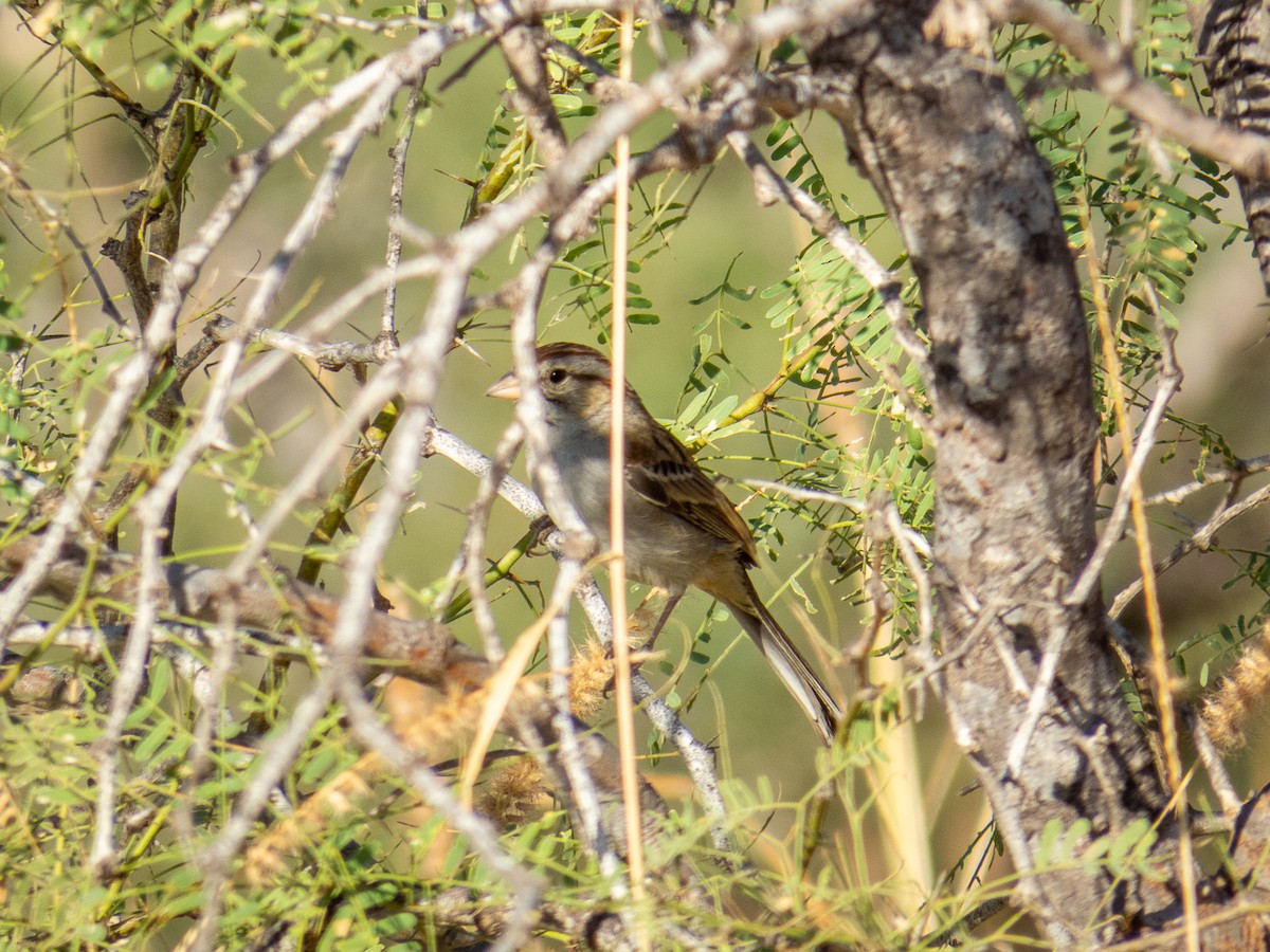 Rufous-winged Sparrow - ML614412337