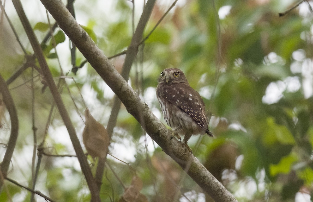 Ferruginous Pygmy-Owl - ML614412342