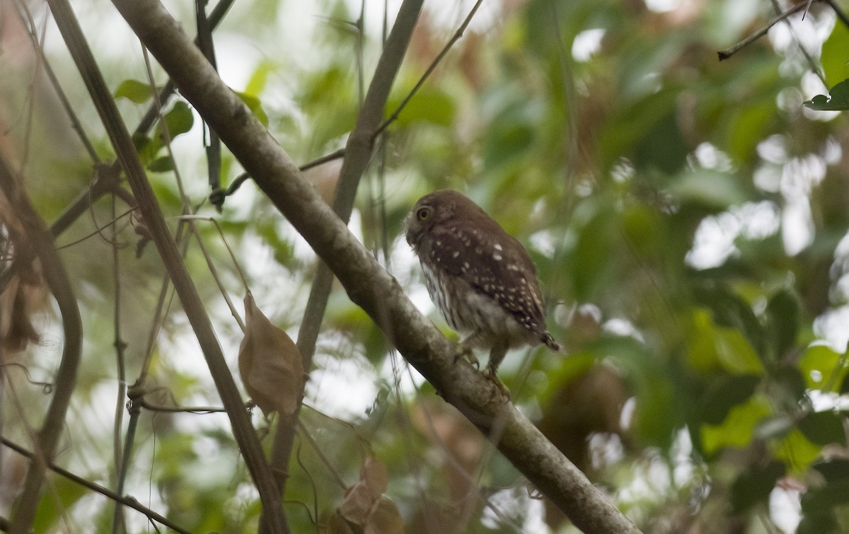 Ferruginous Pygmy-Owl - ML614412344