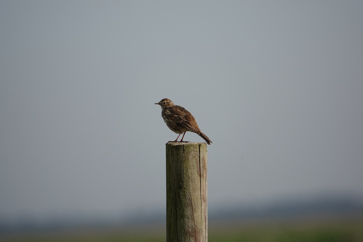 Meadow Pipit - ML614412398