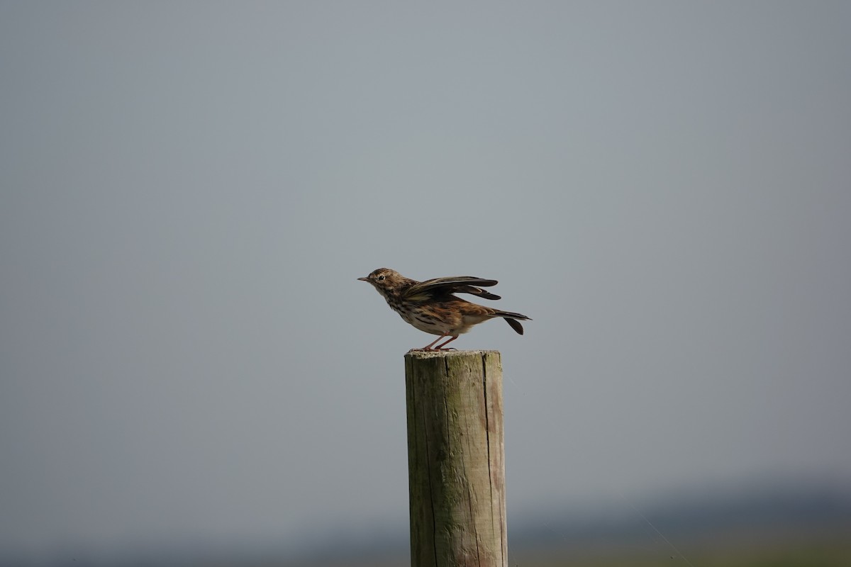 Meadow Pipit - ML614412402