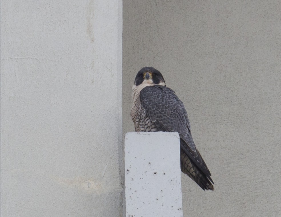 Peregrine Falcon - ML614412465