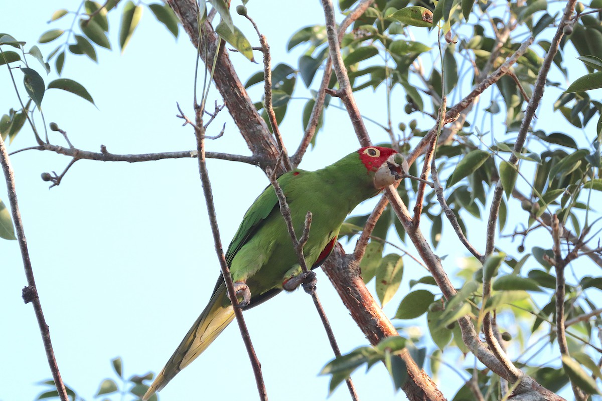 Conure à tête rouge - ML614412522