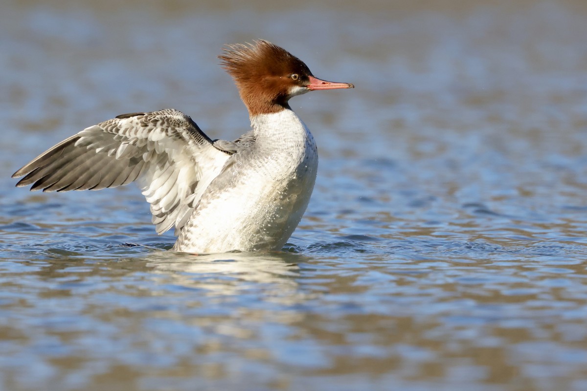 Common Merganser - James Tornetta