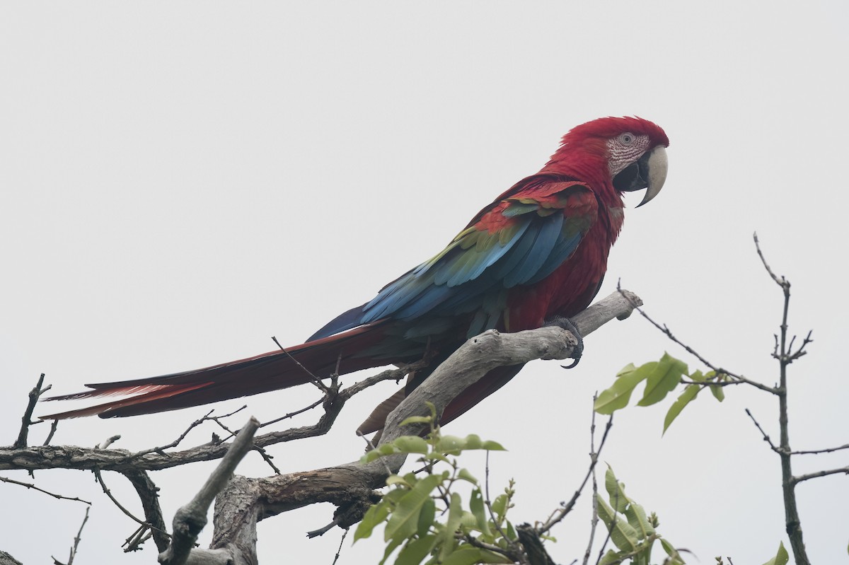 Red-and-green Macaw - ML614412562