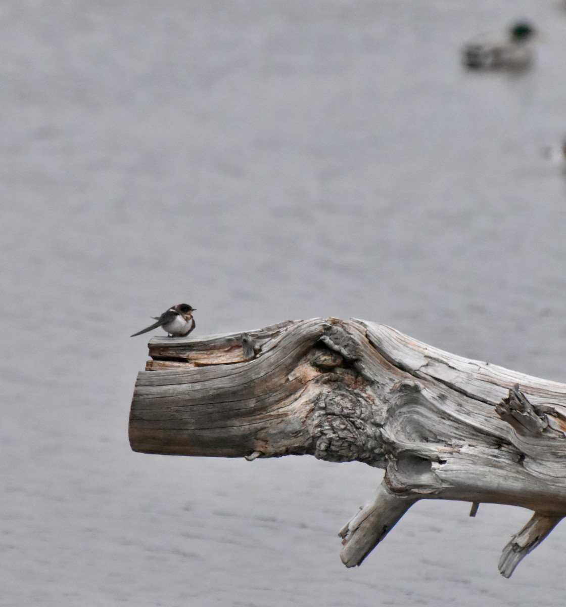 Barn Swallow - ML614412657