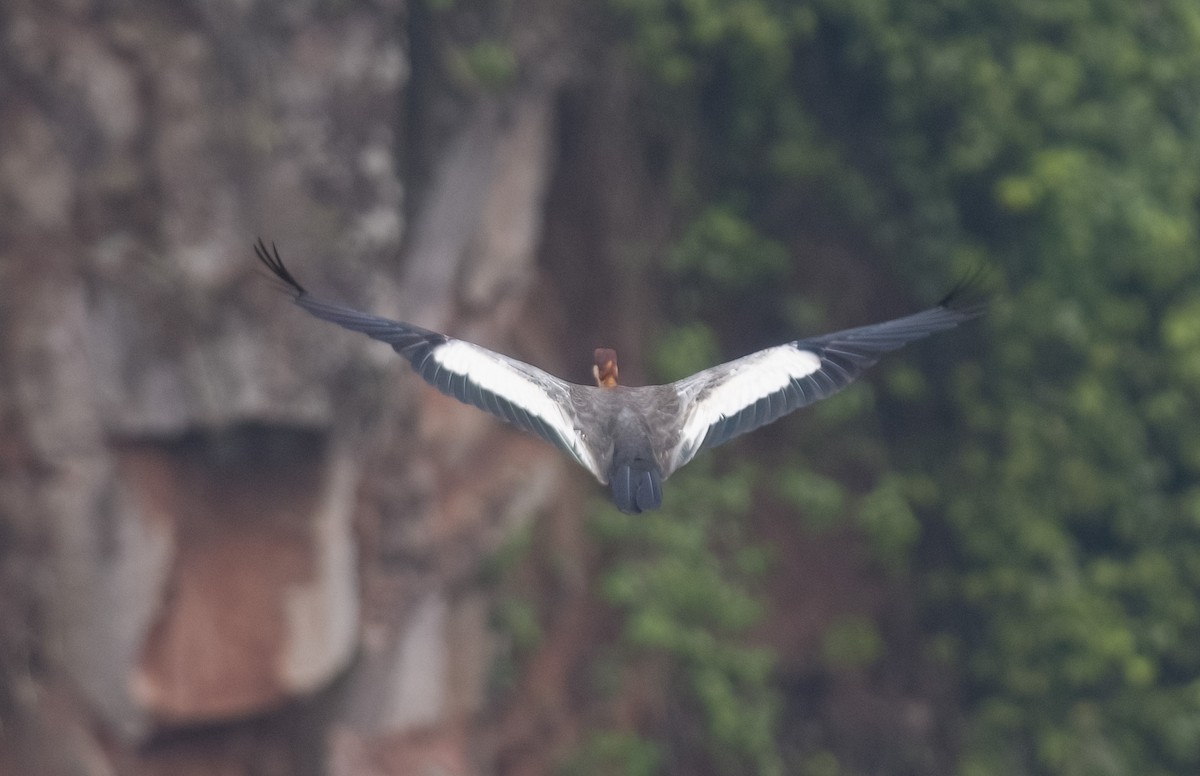 Buff-necked Ibis - ML614412678