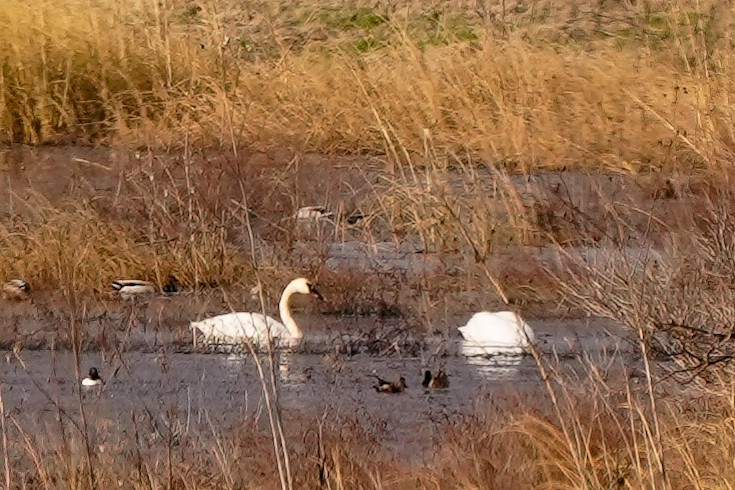 Cisne Trompetero - ML614412708