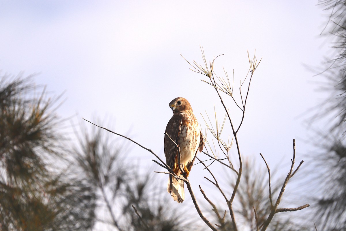 Red-shouldered Hawk - Omar Paez