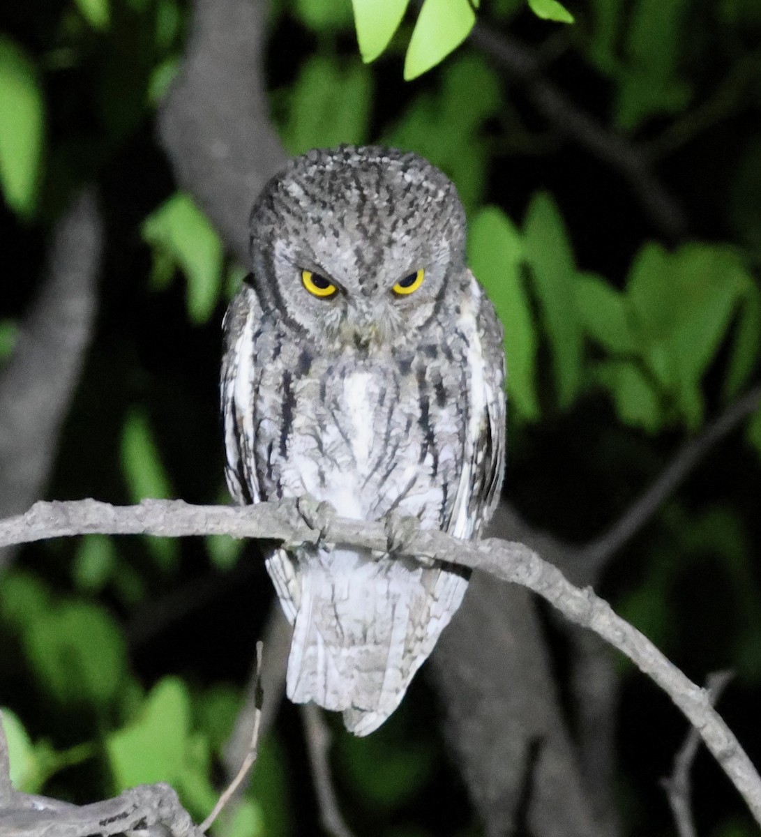 African Scops-Owl - ML614412732