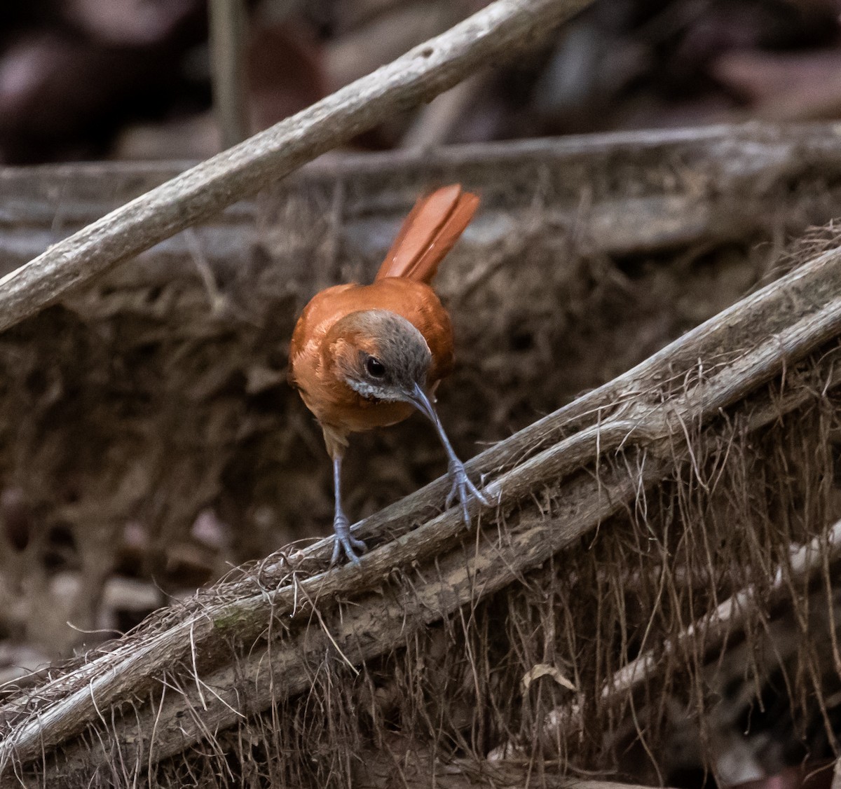 Hoary-throated Spinetail - ML614412751