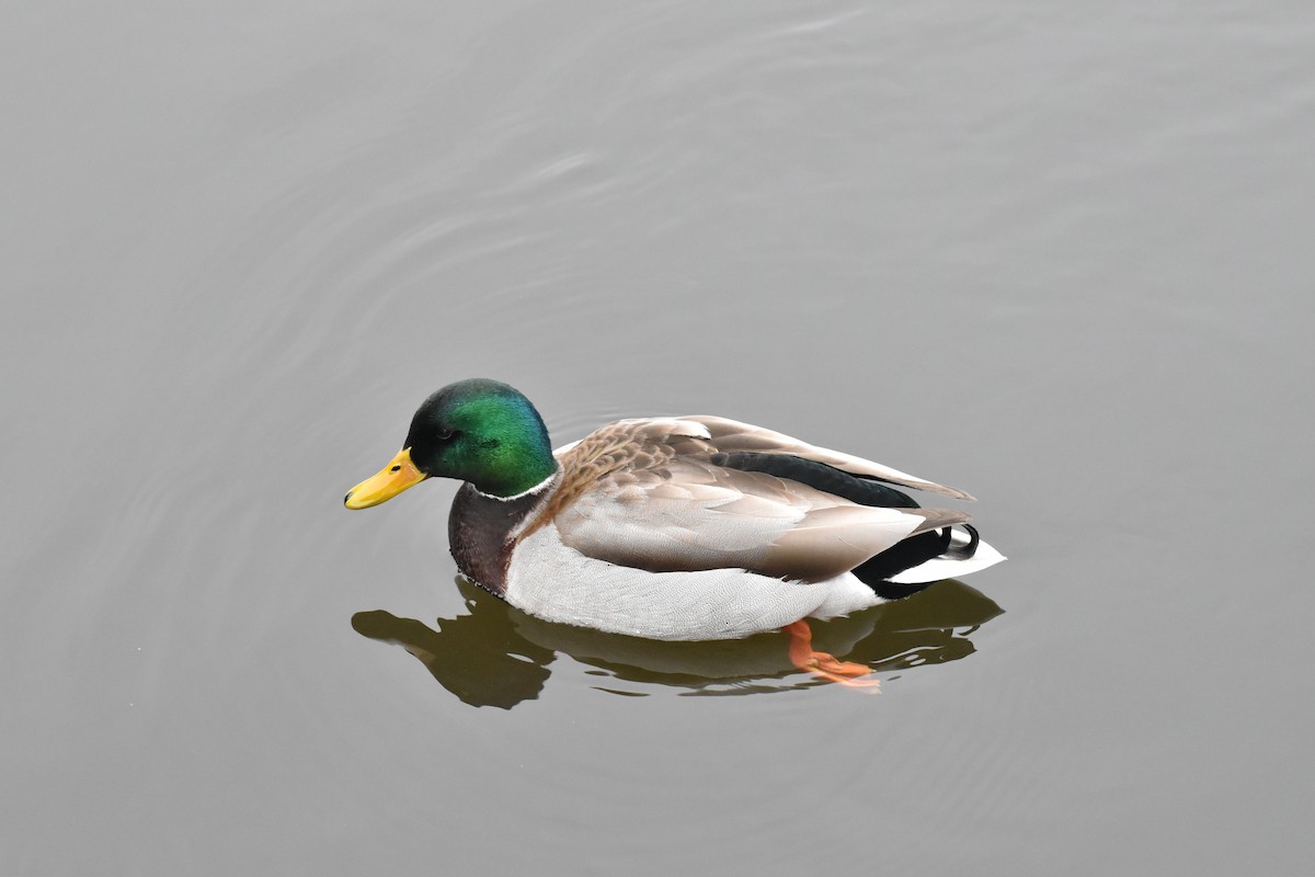 Canard colvert - ML614412778