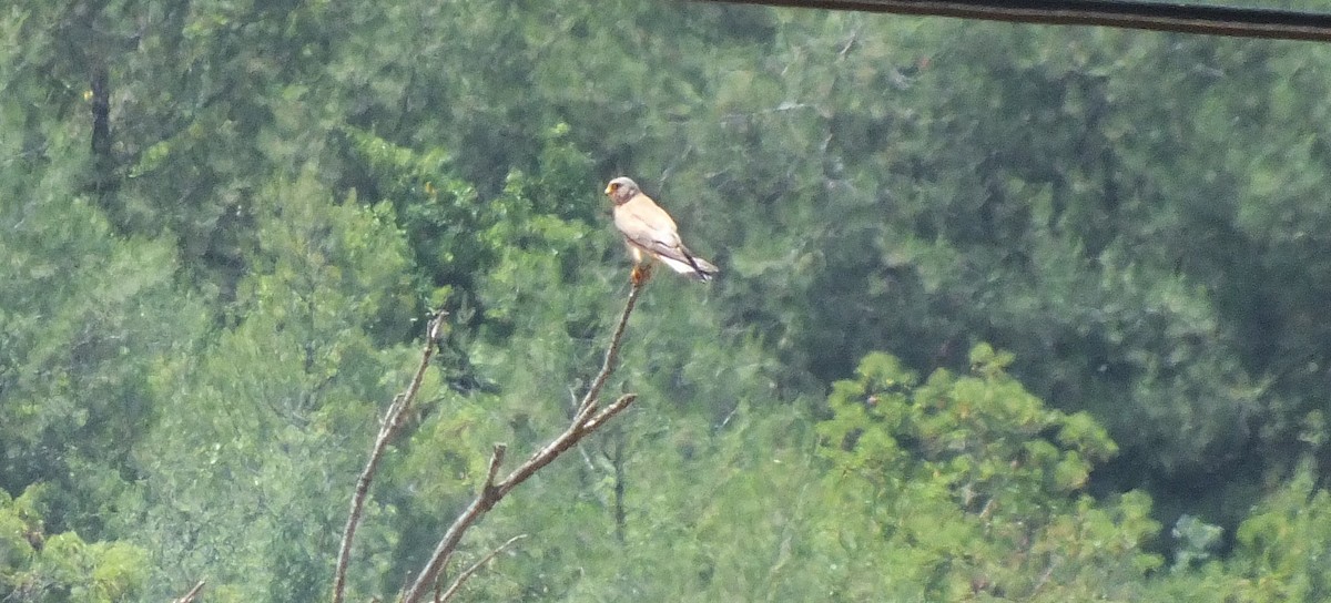 hawk sp. - ML61441281