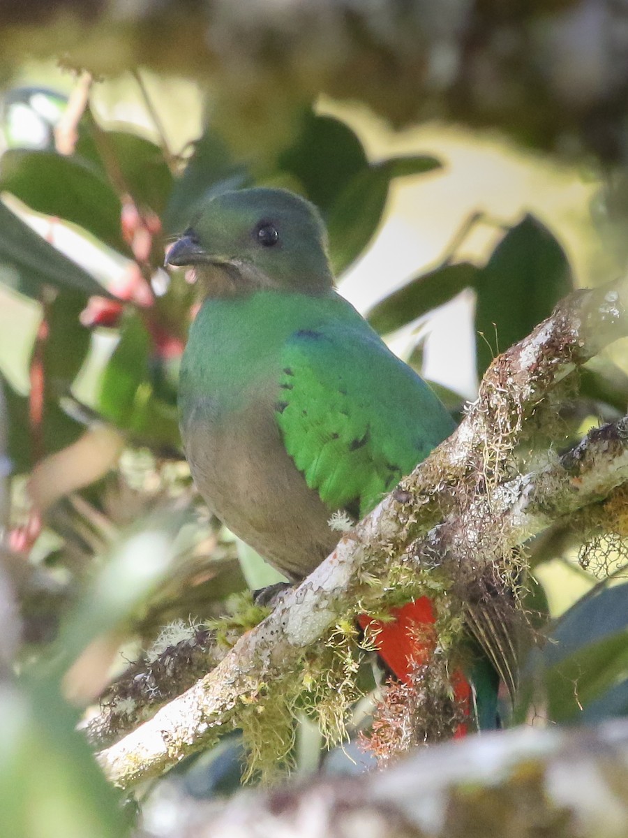 Resplendent Quetzal - ML614412846