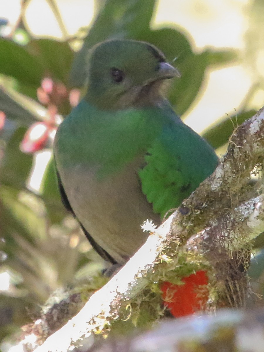 Resplendent Quetzal - ML614412847