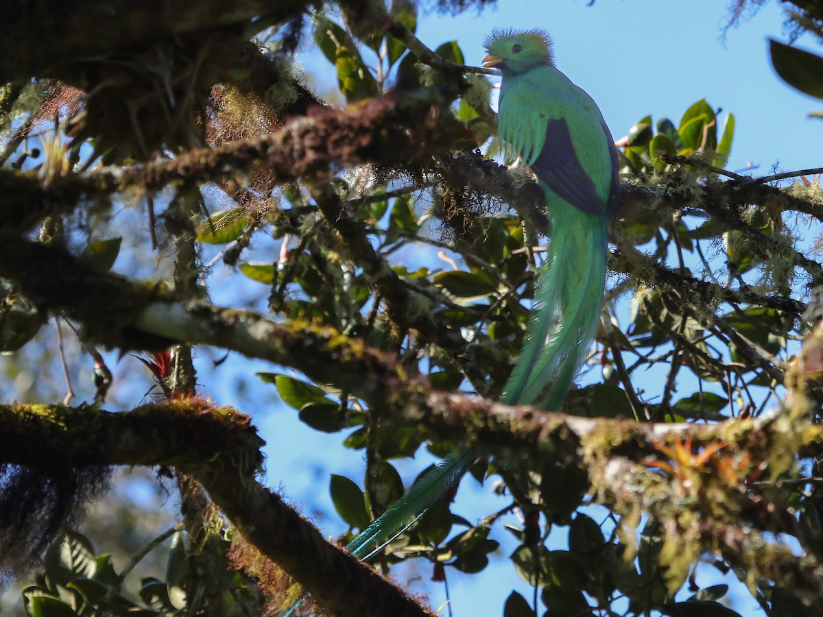 Quetzal resplendissant - ML614412848