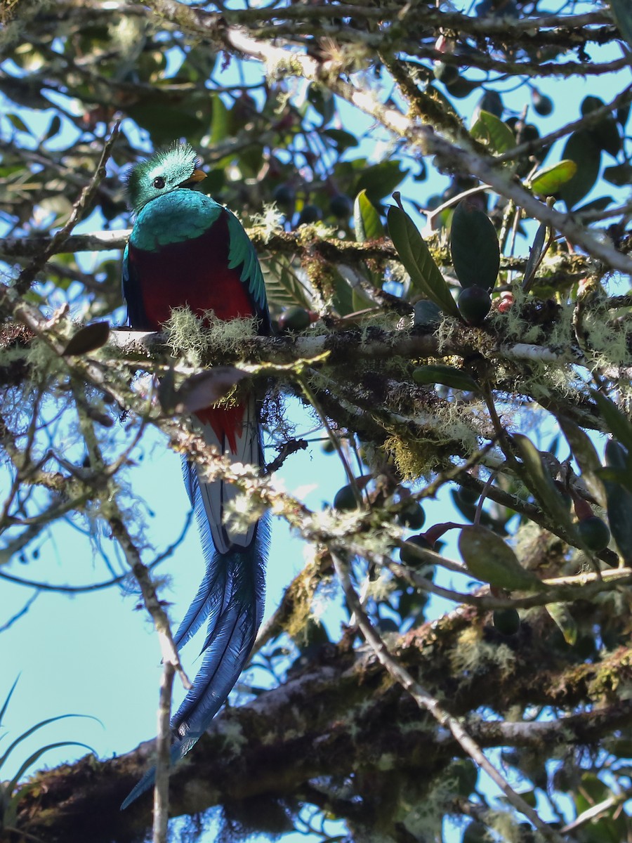 Quetzal Guatemalteco - ML614412849