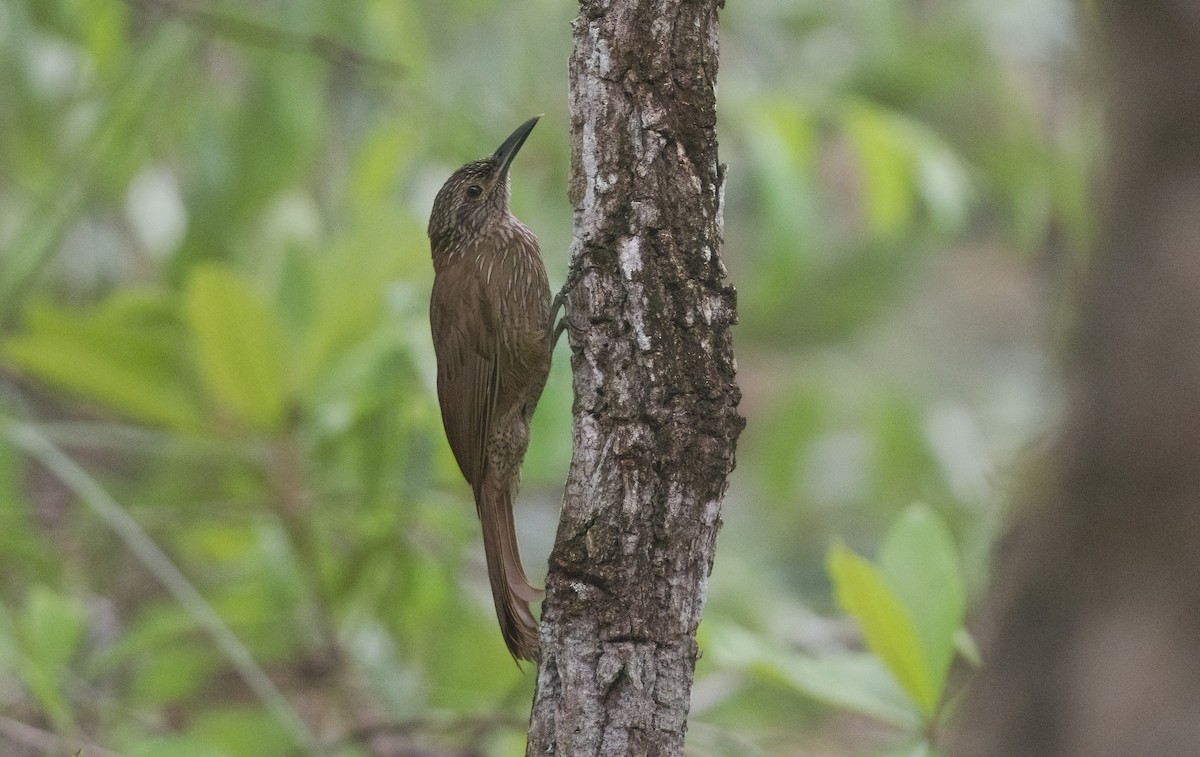 Planalto Woodcreeper - ML614412868