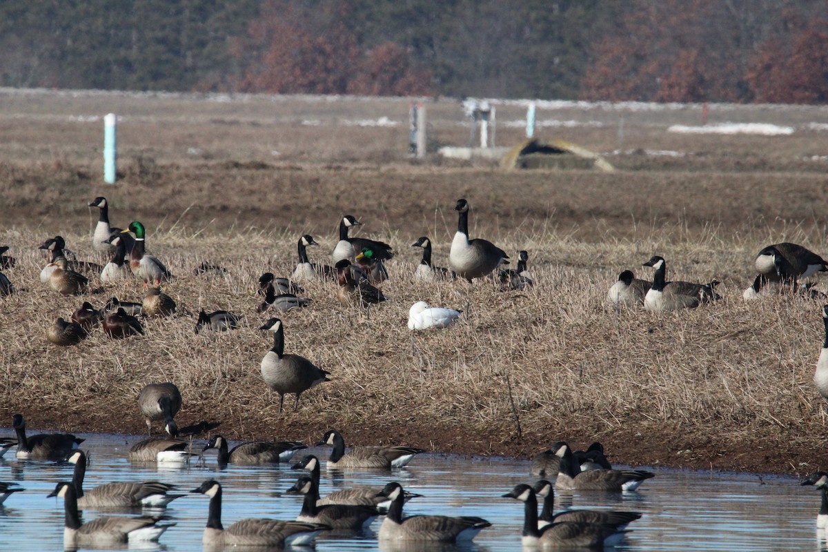 Ross's Goose - ML614412875