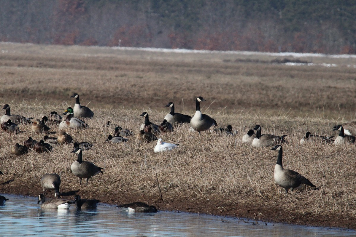 Ross's Goose - ML614412878