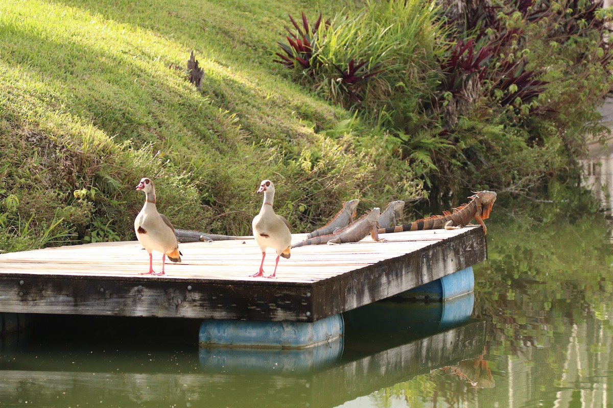 Egyptian Goose - ML614412904