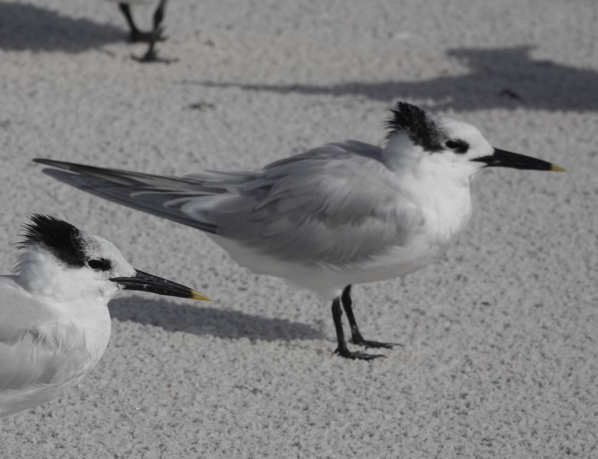 Sandwich Tern - ML614412921