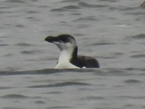 Razorbill - Gary Hantsbarger