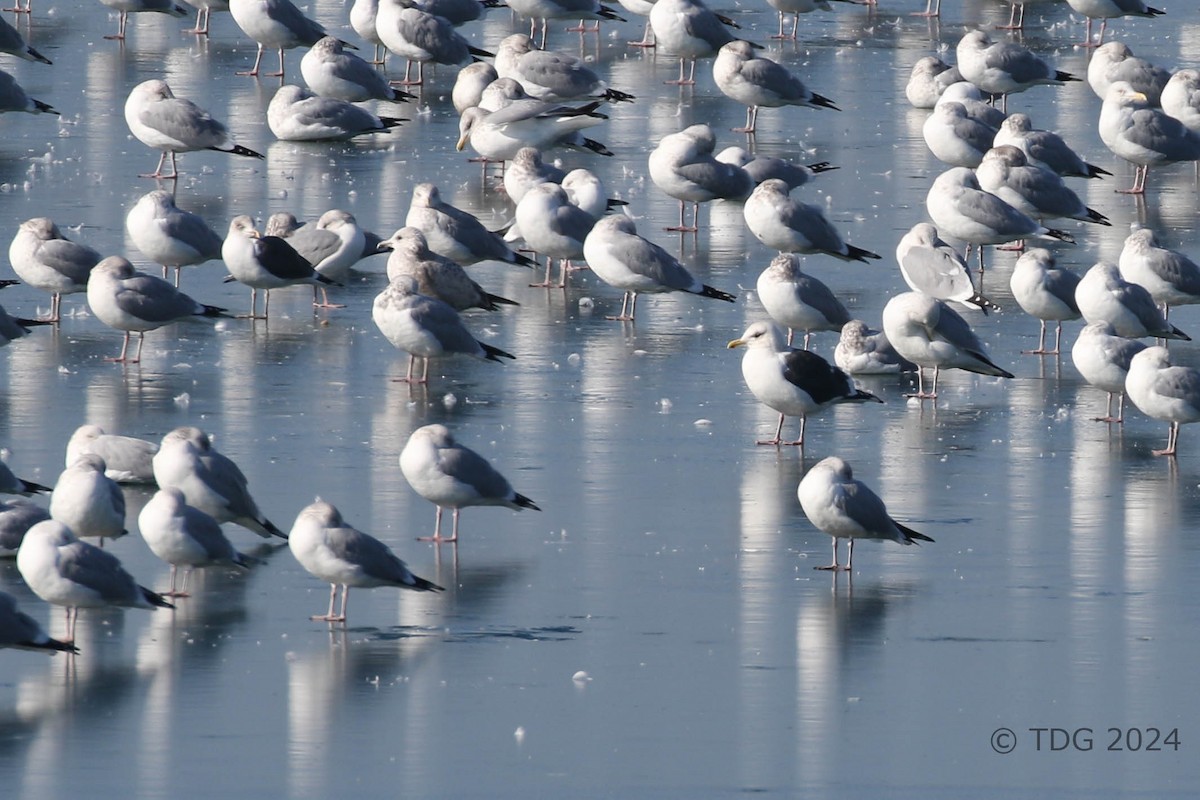 racek kamčatský - ML614412953