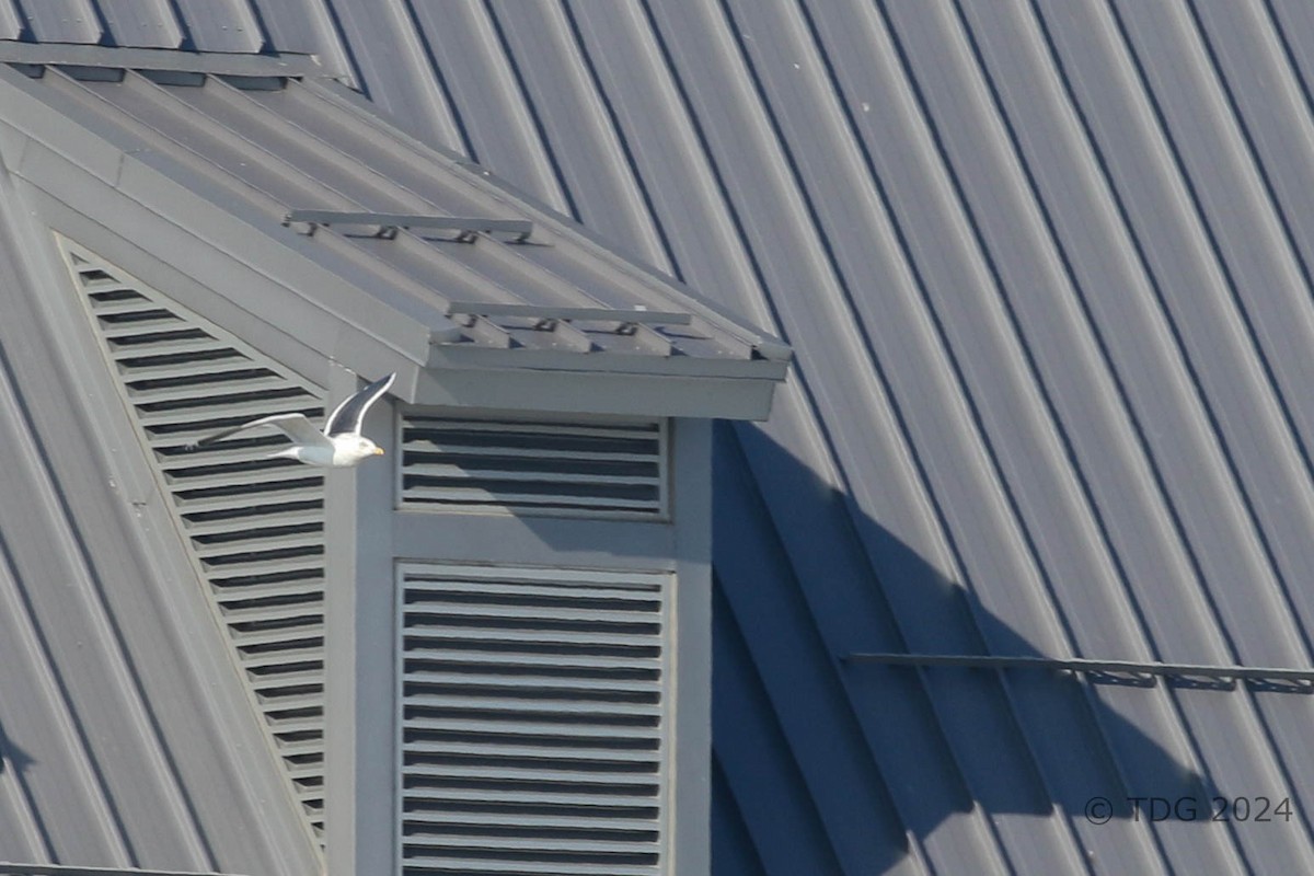 racek kamčatský - ML614412955