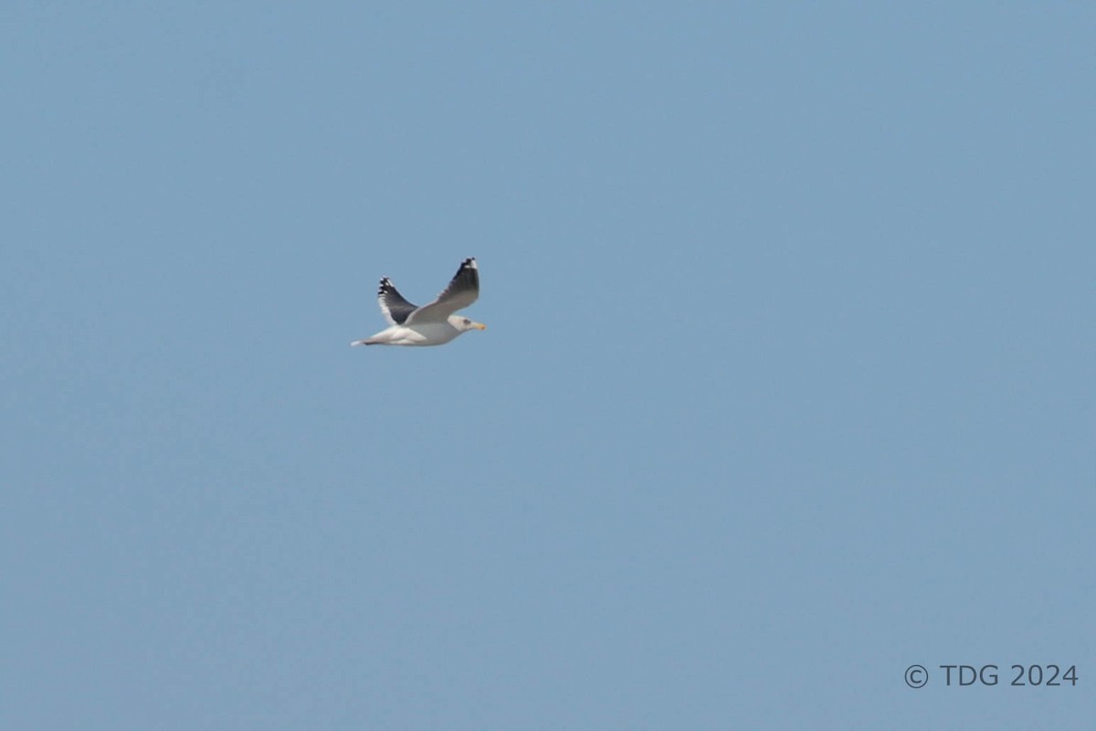 racek kamčatský - ML614412956