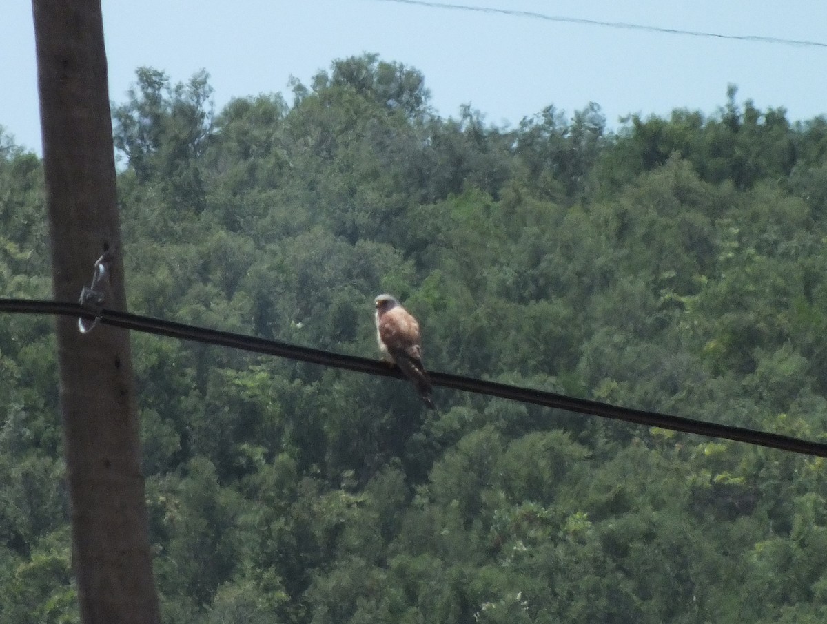 hawk sp. - ML61441301
