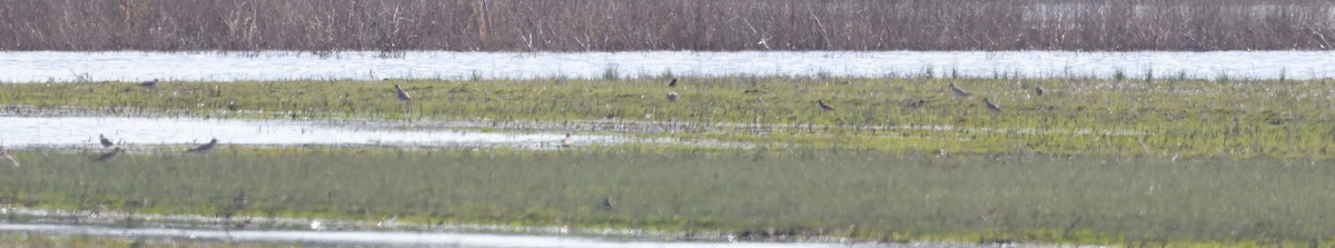 Black-bellied Plover - ML614413036