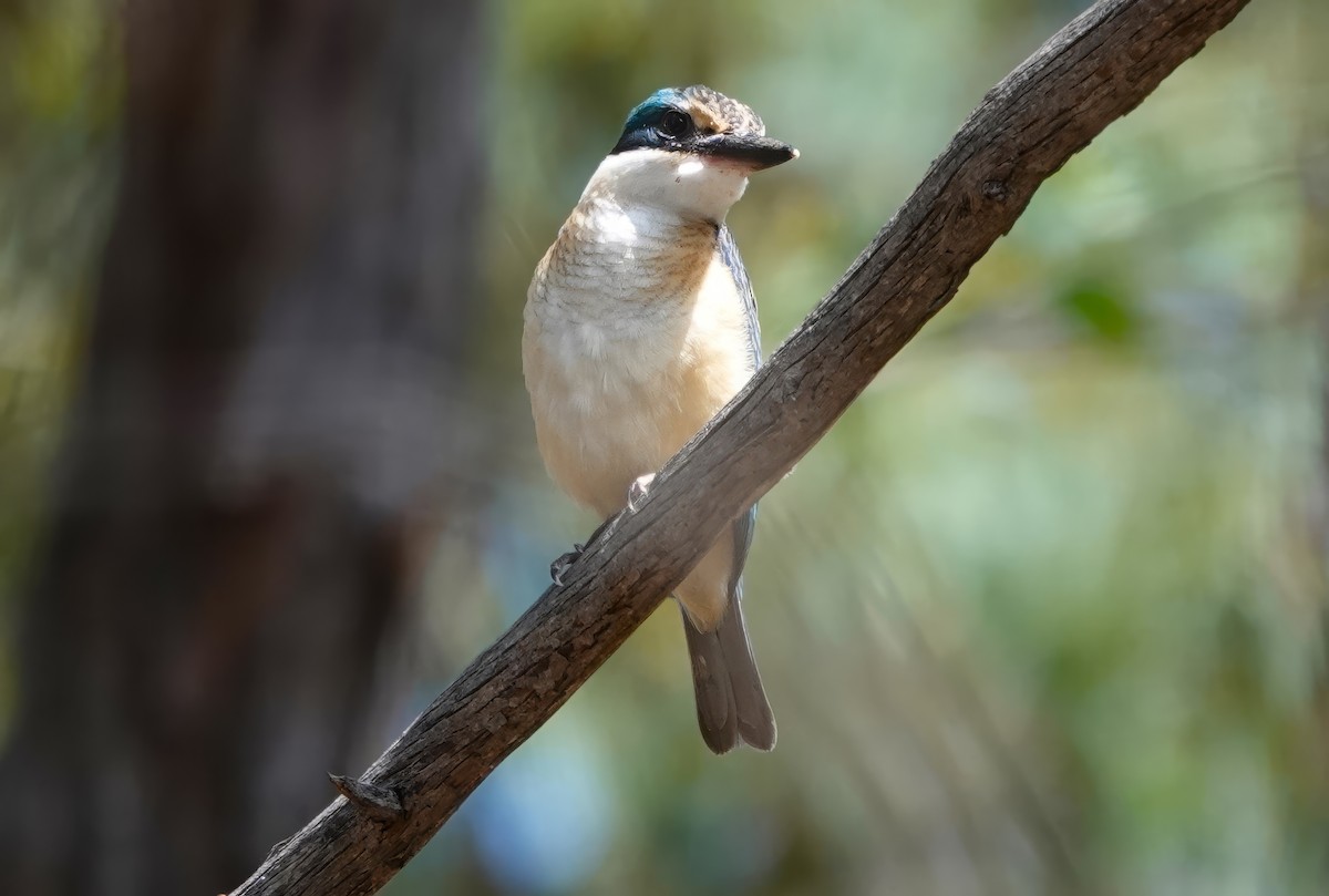 Sacred Kingfisher - ML614413058