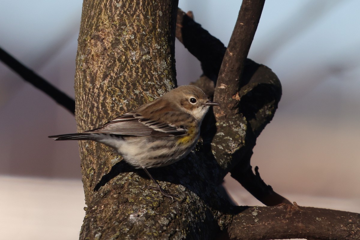 Yellow-rumped Warbler - ML614413059