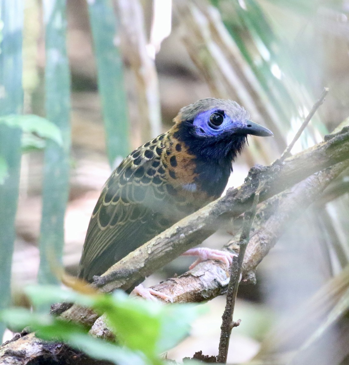 Ocellated Antbird - ML614413079