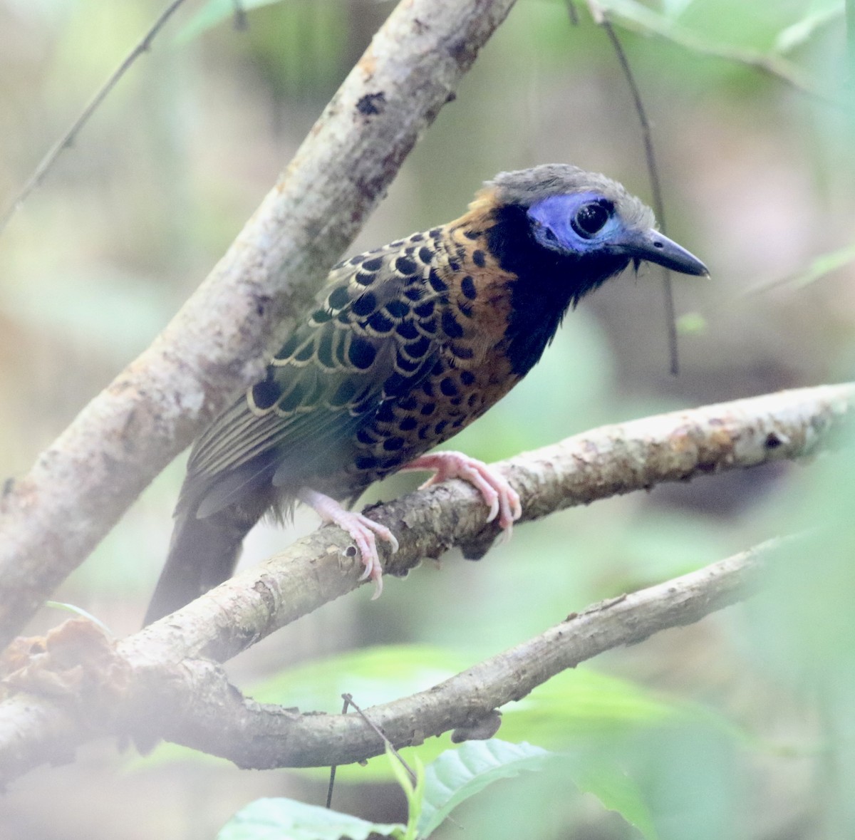 Ocellated Antbird - ML614413080