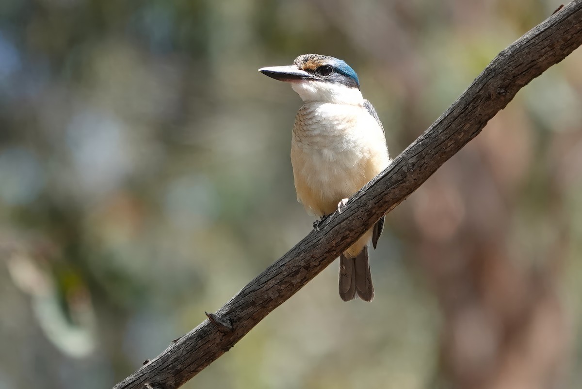 Sacred Kingfisher - Jeb Kent