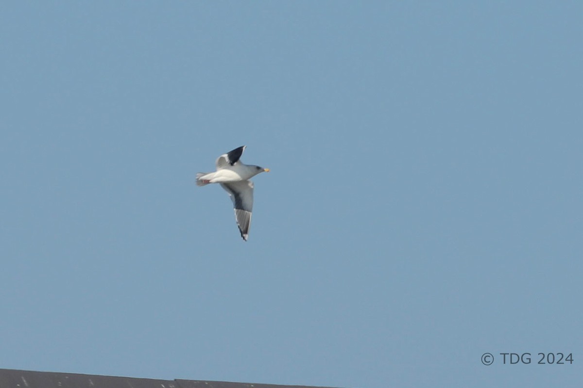 racek kamčatský - ML614413097